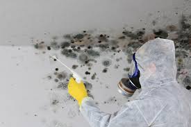 Professional Mold Prevention & Removal  in Marietta, OK